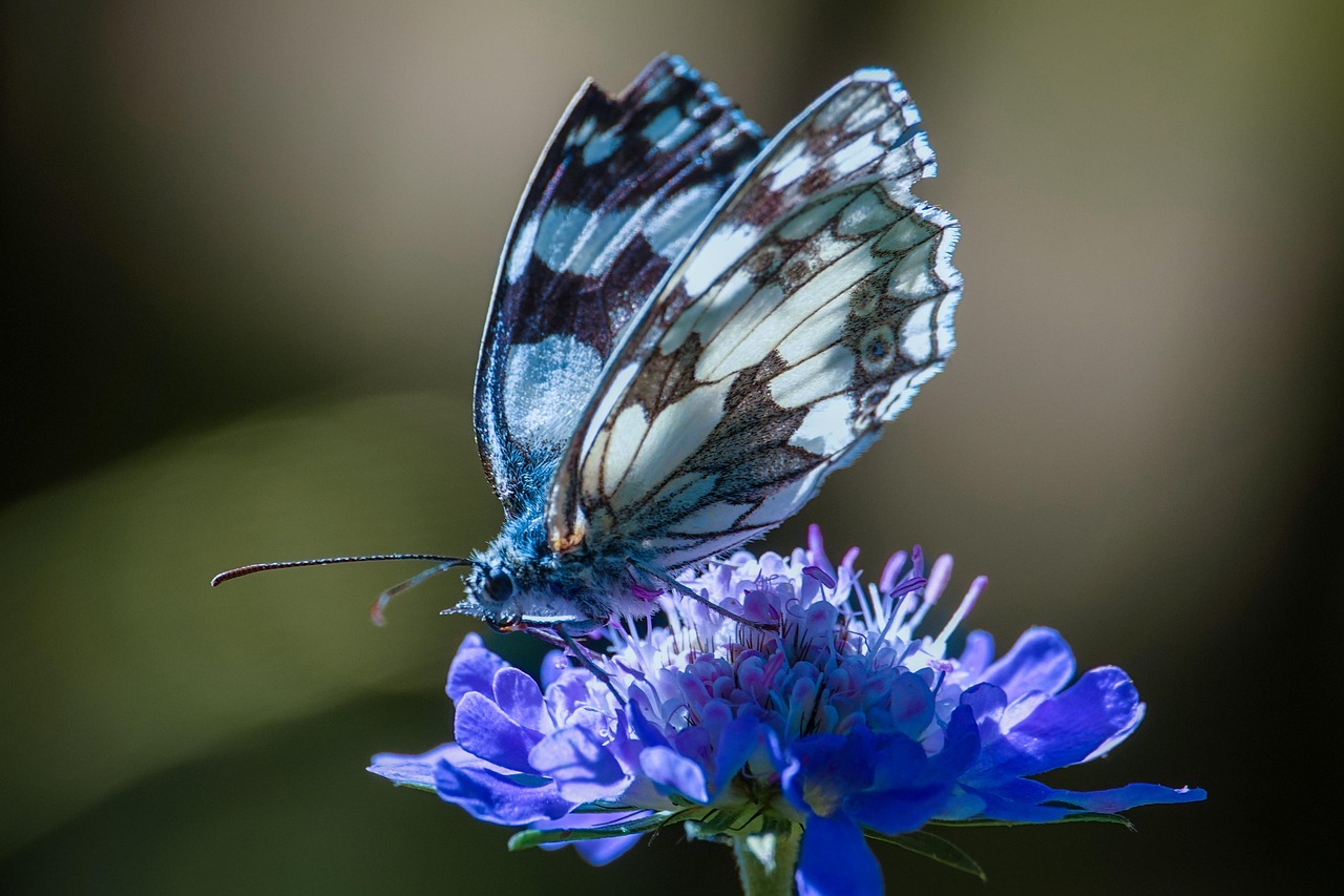 【2026年版】マクロ撮影・花撮影におすすめのレンズ