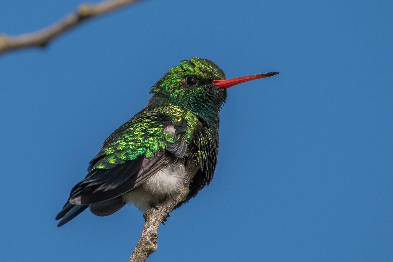 【2026年版】野鳥撮影におすすめの超望遠レンズ
