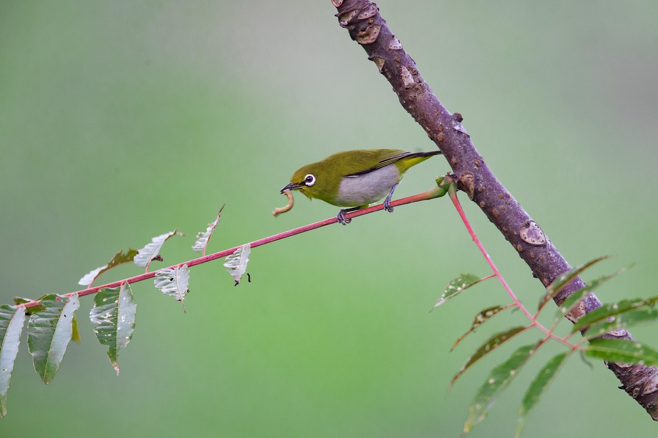 【2026年版】野鳥撮影におすすめの超望遠レンズ