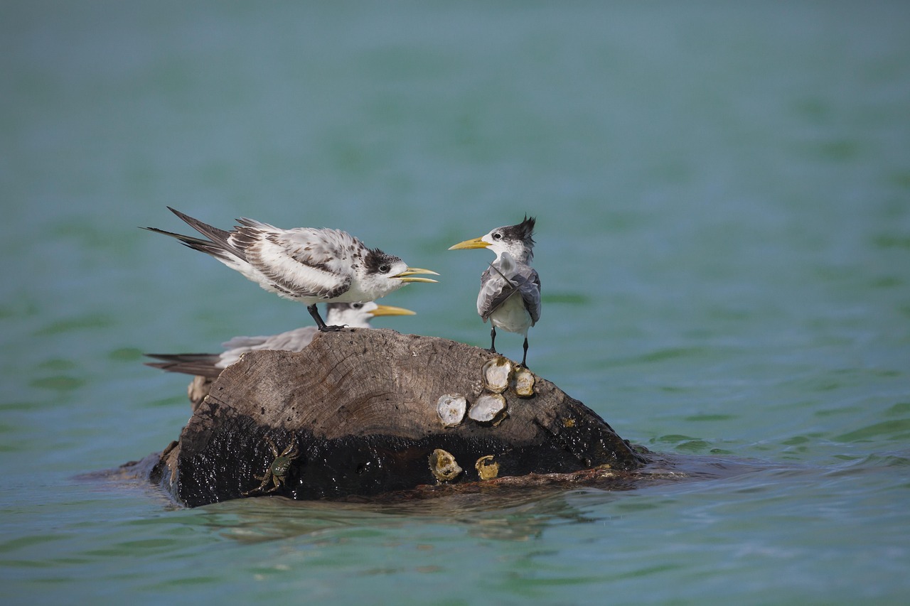 【2026年版】野鳥撮影におすすめの超望遠レンズ
