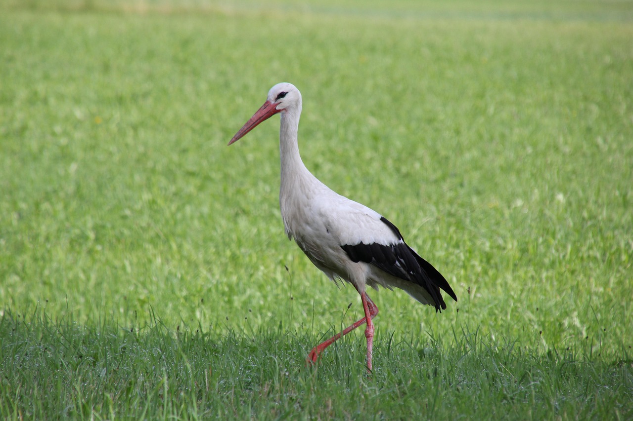 【2026年版】野鳥撮影におすすめの超望遠レンズ