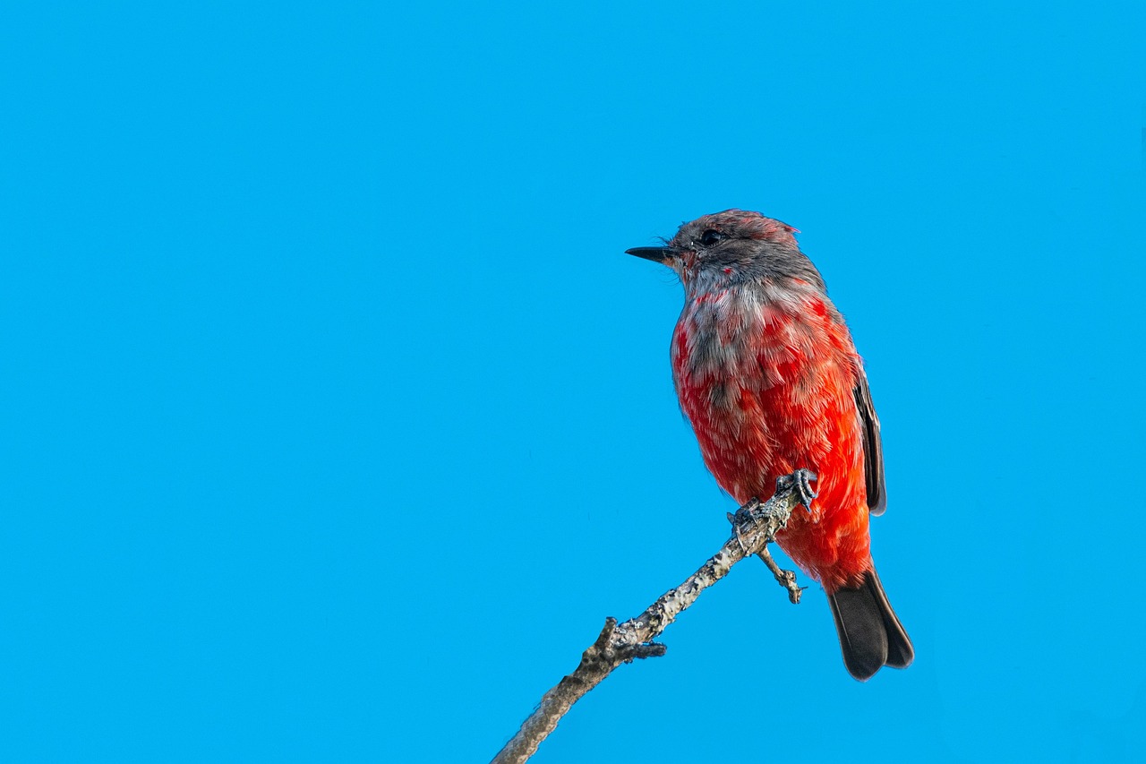 【2026年版】野鳥撮影におすすめの超望遠レンズ