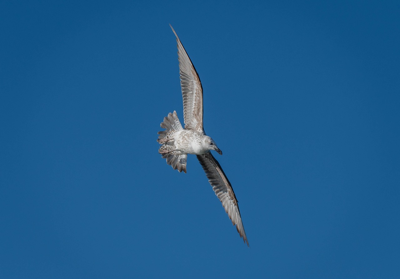 【2026年版】野鳥撮影におすすめの超望遠レンズ