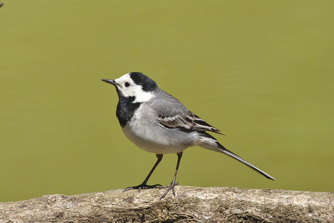 【2026年版】野鳥撮影におすすめの超望遠レンズ