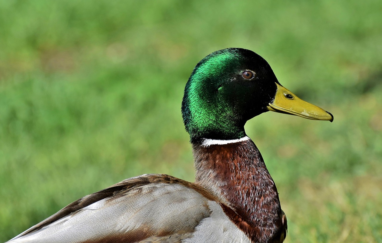 【2026年版】野鳥撮影におすすめの超望遠レンズ
