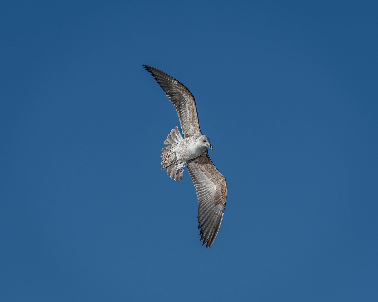 【2026年版】野鳥撮影におすすめの超望遠レンズ