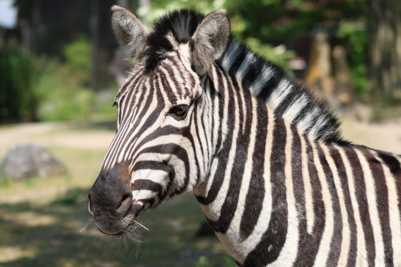 【2026年版】動物園・水族館撮影におすすめのレンズ