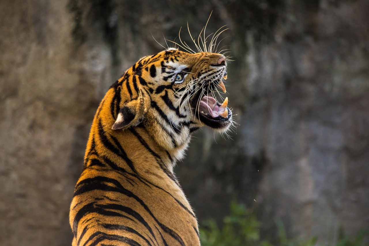 【2026年版】動物園・水族館撮影におすすめのレンズ